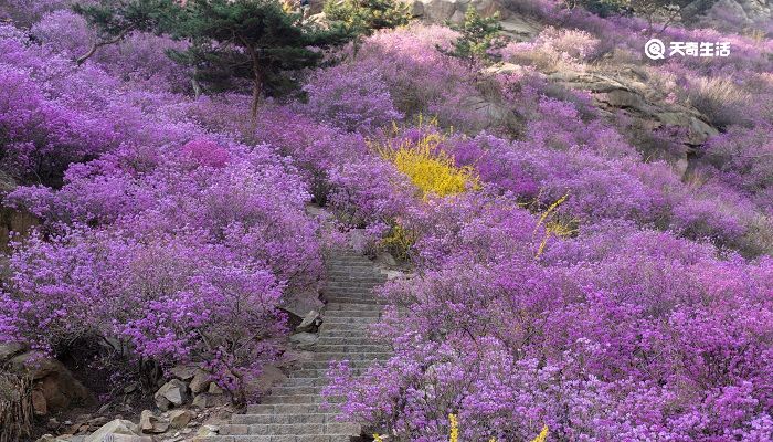 玉溪市春季赏花去哪里 推荐玉溪春季赏花好去处