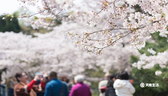 阳泉市春季赏花去哪里 推荐阳泉市春季赏花景点