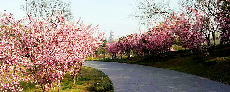 清明节去哪里旅游好 清明节旅游好去处清明节去哪里旅游合适