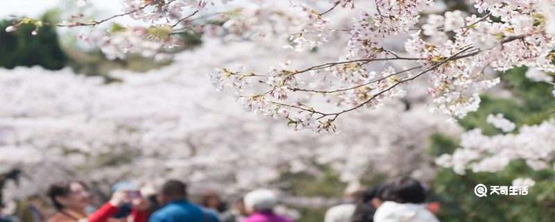 秦皇岛春季赏花去哪里 推荐秦皇岛春季赏花好去处秦皇岛赏花的地方