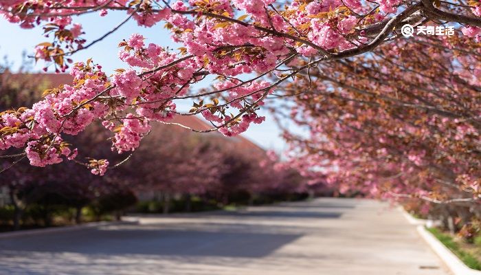 白银市春季赏花去哪里 推荐白银赏花旅游景点