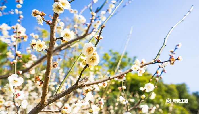 秦皇岛春季赏花去哪里 推荐秦皇岛春季赏花好去处秦皇岛赏花的地方