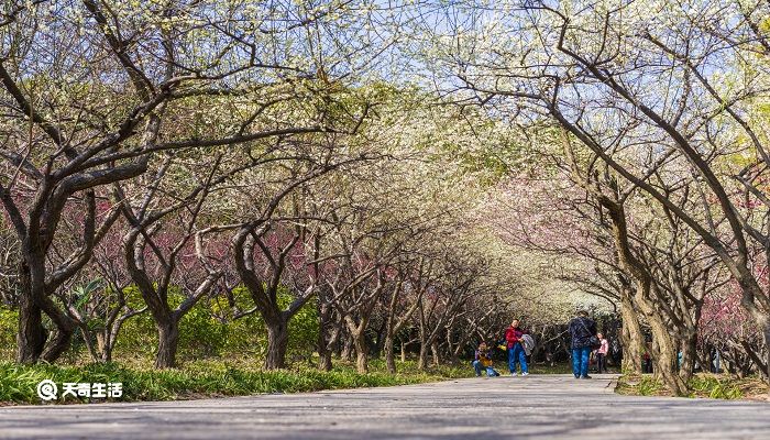 固原市春季赏花去哪里 推荐固原市春季赏花好去处